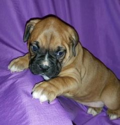 Molly Is A Fawn 3/4 Boxer Puppies For Sale
