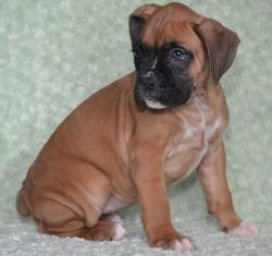 beautiful sweet loveable Boxer puppies