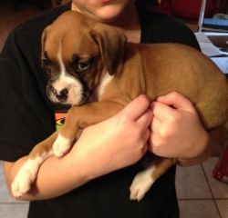 Cute And Lovely Boxer Pups For Sale