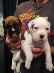 Cute Boxer puppies available,