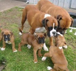 Boxer Puppies for Sale$500