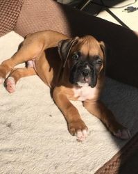 Akc Quality Boxer Puppies For Sale