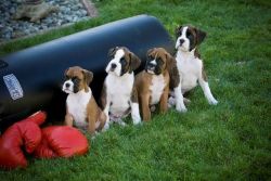 We-have quality Boxer puppies