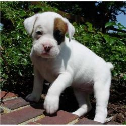 Precious Black And White Female Boxer Puppy