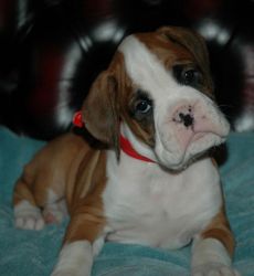 Boxer Puppies Kc Registered