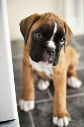 Adorable Boxer Puppies For Sale.