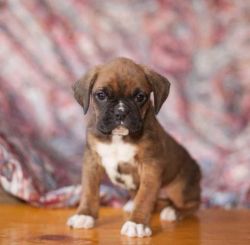 ICA registered Boxer puppies