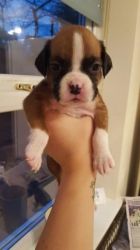 Beautiful kc registered boxer puppies