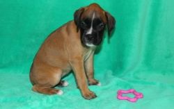 Awesome Boxer puppies For Sale