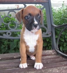 Adorable Red And White, Boxer Puppys.