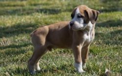 Akc Boxer Puppies For Sale