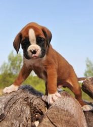 Available Boxer Puppies Ready For New Home
