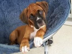 Boxer Available Now for good homes