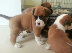 Boxer Puppies Is Ready Now For Adoption Price