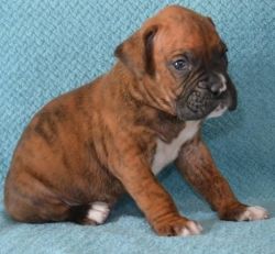 good protective Boxer Puppies for Sale