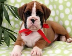 Charming boxer puppy looking for a new home