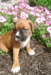 fawn boxer puppeis now