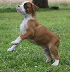 Admirable Boxer Puppies(xxx) xxx-xxx9