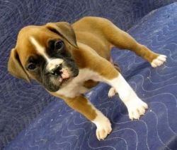 Chunky Fawn Boxer Puppies