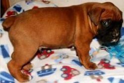 Pretty Boxer puppies available