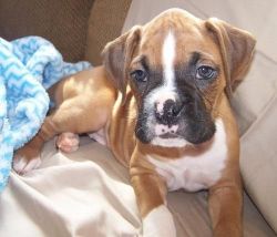 Cute Boxer Puppies For Sale.text Only xxx-xxx-xxxx