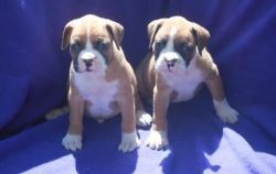 Tyson Akc Female And Male Boxer Puppies For Sale