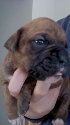 Akc Boxer puppies German American