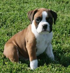 Boxer puppies available for sale.,,