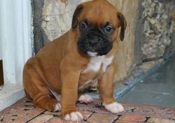 Preppy Boxer pups for sale