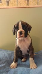 For sale boxer puppies