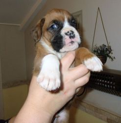 Gorgeous Boxer Puppies Available