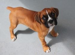 Boxer Puppies for adoption