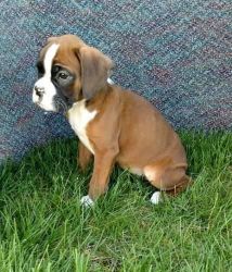 Health Boxer Puppies Ready For Home