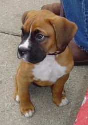 Boxer Puppy for Sale