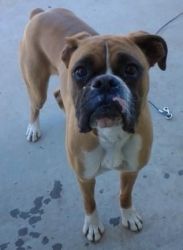 Boxer For Sale In Monterey