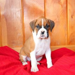 Adorable Boxer puppies, males and females