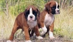 Home trained Boxer Puppies