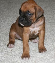lovely boxer puppies