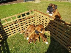 2 Gorgeous Boxer Girls for sale