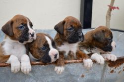 Absolutely stunning Boxer puppies