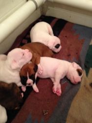Akc Boxer Puppies! One Left!