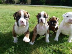 Akc Champion Bloodline Boxer Puppies