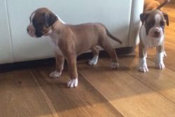Boxer Bobtail And Long Tail Puppies