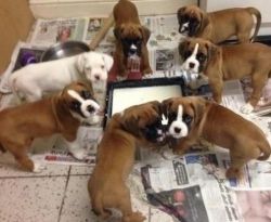 Cute Boxer puppies available now.