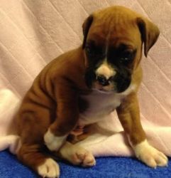 Nice Boxer puppies for sale