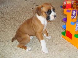 Boxer puppies and are expecting litters.