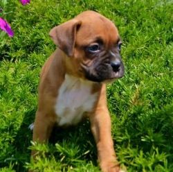male and female Boxer puppies for sale