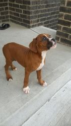 very good looking litter of boxer puppies.