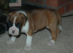 Red And White Proven Boxer Stud.