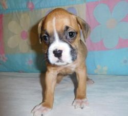 Boxer Puppies Ready To Go